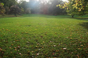 autumn, day, England, eye level view, grass, leaves, London, park, sunny, The United Kingdom