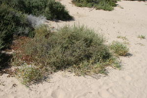 Canarias, day, direct sunlight, dunes, eye level view, Las Palmas, shrub, Spain, spring, sunny