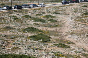 day, elevated, Faro, Faro, flower, greenery, ground, open space, path, Portugal, rockery, rocks, sand, shrub, summer, sunlight, sunny, vegetation