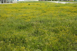 ambient light, Croatia, day, eye level view, field, flower field, garden, grass, long grass, spring, Zadar, Zadarska