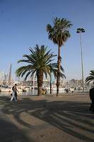 Barcelona, Cataluña, day, dusk, eye level view, marina, palm, path, Spain, tropical, vegetation