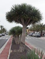 day, Denia, diffuse, diffused light, eye level view, natural light, palm, Phoenix roebelinii, Spain, spring, street, Valenciana