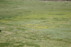 ambient light, day, diffuse, diffused light, eye level view, grass, grassland, Italia , natural light, spring