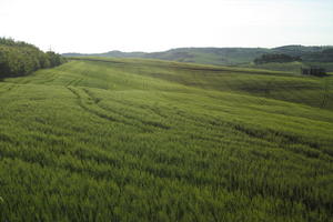 afternoon, crop, day, elevated, field, grass, Italia , Siena, spring, sunny, Toscana, valley