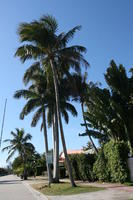 day, evergreen, eye level view, Florida, Miami, palm, royal palm, Roystonea regia, street, summer, sunny, The United States