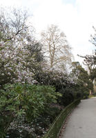 blooming, blossom, day, deciduous, England, eye level view, garden, London, park, shrub, spring, sunny, The United Kingdom, tree