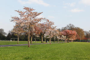 blooming, blossom, day, deciduous, England, eye level view, grass, London, park, spring, sunny, The United Kingdom, tree