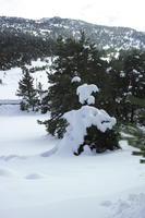 coniferous, day, diffuse, diffused light, evergreen, eye level view, France, Greolieres, Provence Alpes Cote D