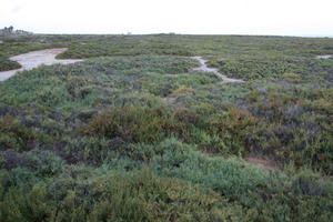 afternoon, Canarias, day, diffuse, diffused light, eye level view, heath, Las Palmas, natural light, Spain, spring