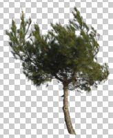 coniferous, cutout, cutout trees, day, diffuse, diffused light, evergreen, eye level view, pine, spring