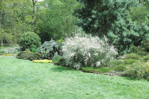 bush, day, England, eye level view, garden, natural light, park, The United Kingdom, Woking