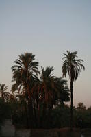 dusk, East Timor, Egypt, Egypt, eye level view, palm, tree