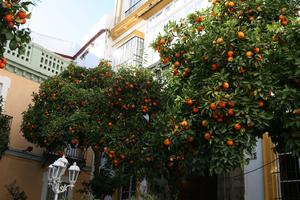 Andalucia, below, building, day, fruit, garden, Sevilla , Spain, tree, vegetation