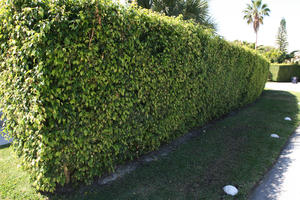 day, eye level view, Florida, hedge, Miami, summer, sunny, The United States