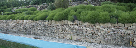 bush, Croatia, day, diffuse, diffused light, eye level view, garden, Istarska, Motovun, natural light, shrub, spring, wall