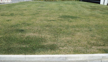 day, direct sunlight, eye level view, grass, Italia , lawn, spring, sunny, Toscana