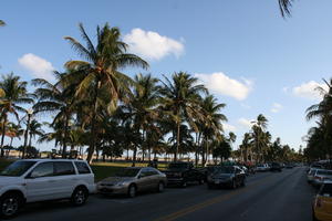 bright, car, day, eye level view, Florida, Miami, palm, park, road, The United States, transport, vegetation