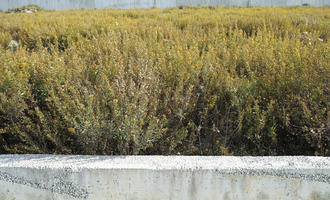 autumn, Croatia, day, eye level view, shrubland, sunny, Zadar, Zadarska