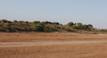 autumn, bush, day, desert, direct sunlight, Essaouira, eye level view, Morocco, natural light, sunlight, sunny, sunshine, vegetation