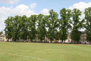 afternoon, bright, Cambridge, day, England, eye level view, grass, lawn, spring, The United Kingdom, tree, vegetation