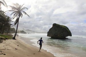 Barbados, beach, coconut palm, Cocos nucifera, day, eye level view, natural light, palm, rocks, seascape, spring