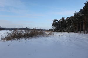 afternoon, bright, coniferous, day, eye level view, Poland, shrub, snow, sunny, tree, Wielkopolskie, winter