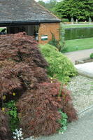 bush, day, elevated, England, garden, natural light, park, The United Kingdom, Woking