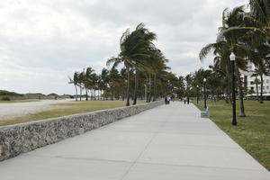 day, diffuse, diffused light, eye level view, Florida, Miami, palm, path, pavement, Phoenix canariensis, summer, The United States