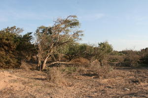 autumn, bush, day, desert, direct sunlight, Essaouira, eye level view, Morocco, natural light, sunlight, sunny, sunshine, vegetation