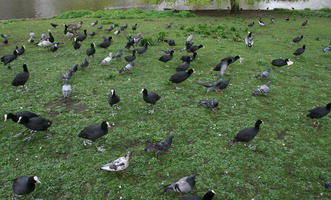 bird, day, England, eye level view, grass, London, park, spring, The United Kingdom