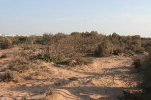 autumn, bush, day, desert, direct sunlight, Essaouira, eye level view, Morocco, natural light, sunlight, sunny, sunshine, vegetation