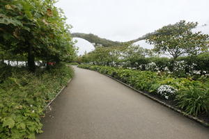 autumn, bush, day, diffuse, diffused light, Eden Project, England, eye level view, flower, garden, path, shrub, The United Kingdom