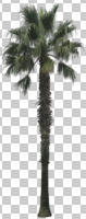 ambient light, autumn, cutout, cutout plants, cutout trees, day, diffuse, diffused light, evergreen, eye level view, Mexican fan palm, natural light, palm, plant, tree, vegetation, Washingtonia robusta