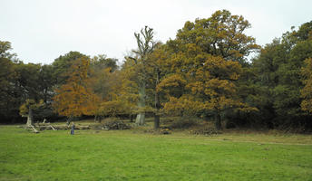 afternoon, autumn, cloudy, day, deciduous, England, eye level view, grass, lawn, open space, outdoors, park, The United Kingdom, tree, treeline, vegetation, Wimbledon