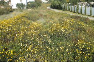 autumn, Croatia, day, eye level view, flower field, shrubland, sunny, Zadar, Zadarska