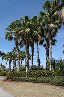 bush, day, eye level view, Florida, flower, garden, palm, Sarasota, sunny, sunshine, The United States, winter