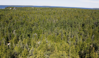 autumn, day, elevated, Scotland, sunny, The United Kingdom, Tobermory, woodland