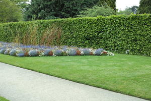 day, England, eye level view, flower, garden, grass, natural light, park, The United Kingdom, Woking