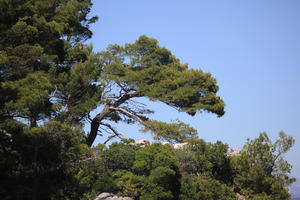 below, Croatia, day, summer, tree, vegetation