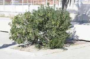 autumn, Barcelona, bright, bush, Cataluña, day, eye level view, shrub, Spain, sunny