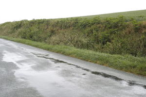 Aquitaine, Bergerac, day, diffuse, diffused light, eye level view, France, grass, natural light, road, spring, wet