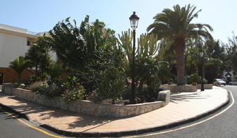 Canarias, Cardon Canario, day, direct sunlight, Euphorbia canariensis, evergreen, eye level view, Las Palmas, palm, Phoenix canariensis, Spain, spring, street, sunny