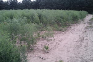 day, diffuse, diffused light, eye level view, natural light, Poland, shrubland, summer, Wielkopolskie