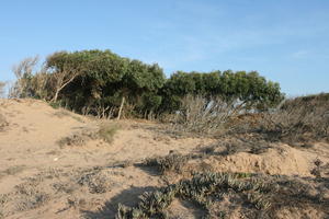 autumn, bush, day, desert, direct sunlight, Essaouira, eye level view, Morocco, natural light, sunlight, sunny, sunshine, tree, vegetation