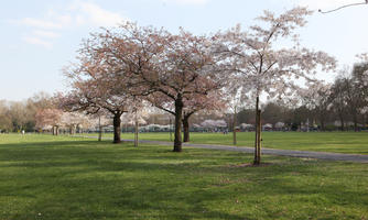 blooming, blossom, day, deciduous, England, eye level view, grass, London, park, spring, sunny, The United Kingdom, tree