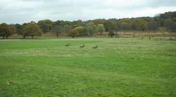 afternoon, autumn, cloudy, day, deer, England, eye level view, grass, lawn, open space, outdoors, park, The United Kingdom, treeline, vegetation, Wimbledon