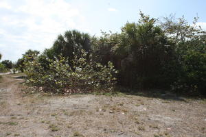 bush, day, eye level view, Florida, sunny, The United States, tropical, vegetation, winter