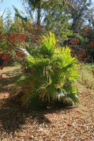 day, eye level view, Florida, Miami, natural light, palm, park, sunny, The United States, tropical, vegetation, winter