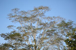 below, branch, bright, broad-leaf tree, broad-leaved tree, Brunei, day, summer, sunny