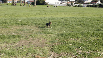 California, day, dog, eye level view, grass, San Francisco, summer, sunny, The United States